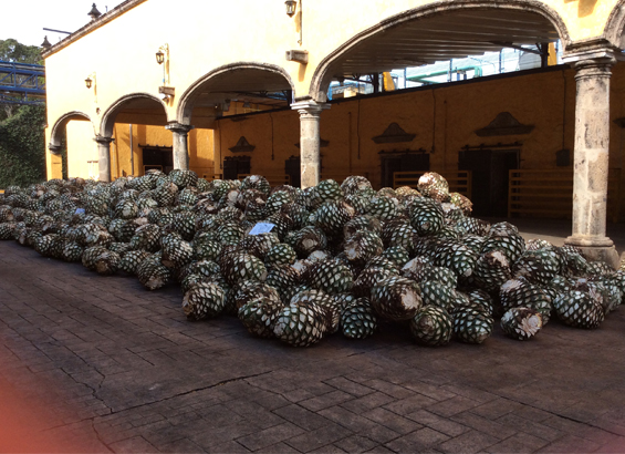 agave agave